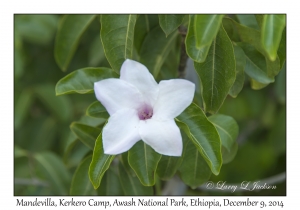 Mandevilla