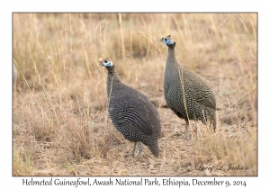 Helmeted Guineafowl