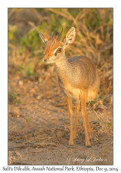 Salt's Dik-dik