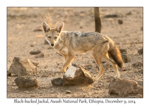 Black-backed Jackal