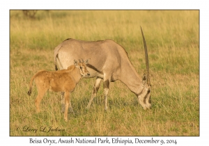 Beisa Oryx