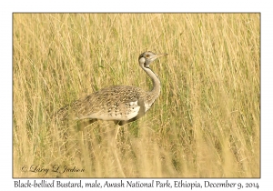 Black-bellied Bustard