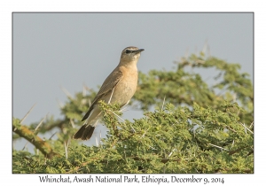 Whinchat