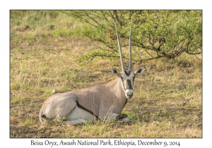 Beisa Oryx