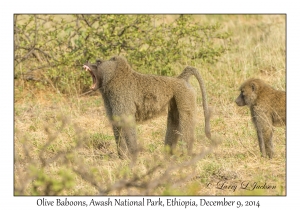 Olive Baboons