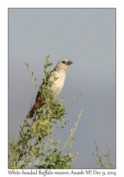 White-headed Buffalo-weaver