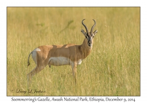 Soemmerring's Gazelle