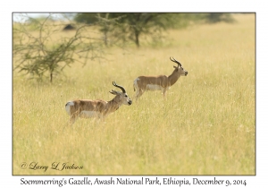 Soemmerring's Gazelle