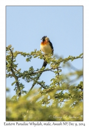 Eastern Paradise Whydah