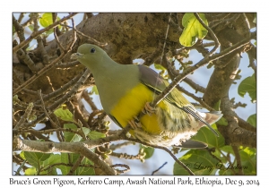 Bruce's Green Pigeon