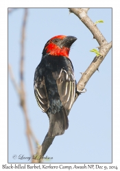 Black-billed Barbet