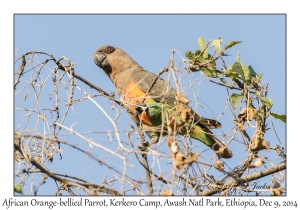 African Orange-bellied Parrot