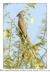 Blue-naped Mousebird