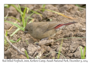 Red-billed Firefinch