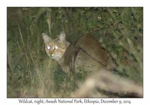 Wildcat at night