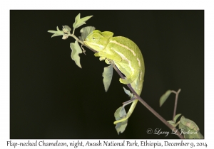 Flap-necked Chameleon at night