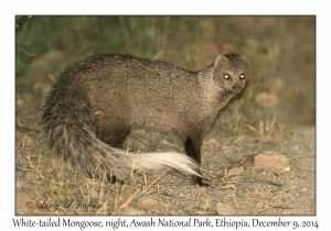 White-tailed Mongoose at  night