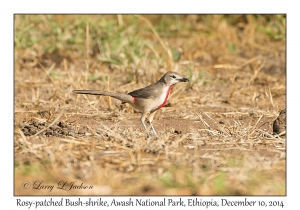 Rosy-patched Bush-shrike