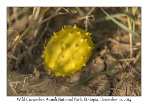 Wild Cucumber