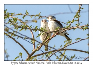 Pygmy Falcons