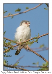 Pygmy Falcon