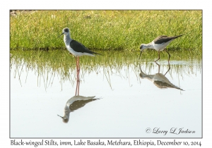 Black-winged Stilts