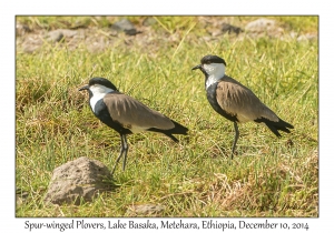 Spur-winged Plovers