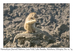 Hamadryas (Sacred) Baboon