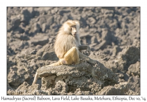 Hamadryas (Sacred) Baboon