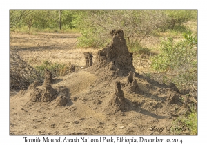 Termite Mound