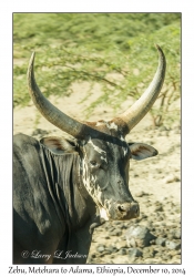 Zebu