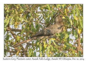 Eastern Grey Plantain-eater