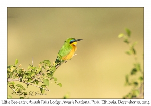 Little Bee-eater