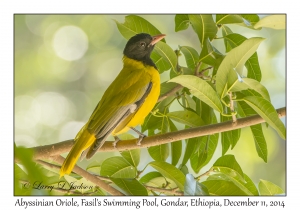 Abyssinian Oriole