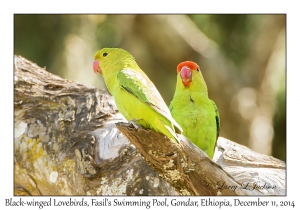 Black-winged Lovebirds