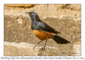 Mocking Cliff Chat, 'albiscapulata', female