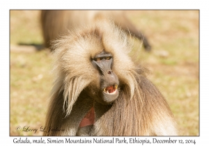 Gelada