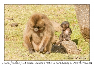 Gelada