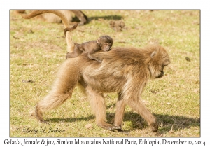 Gelada