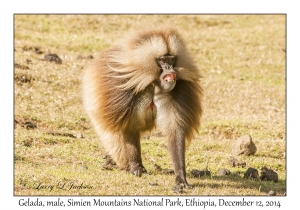 Gelada