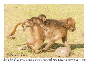 Gelada