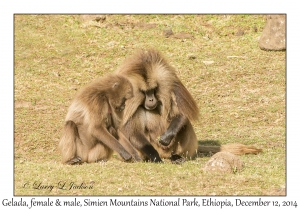 Gelada