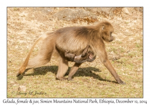 Gelada