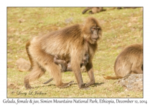 Gelada