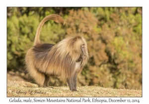 Gelada