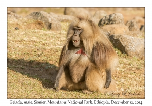 Gelada