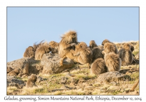 Gelada