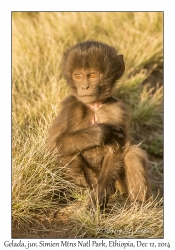 Gelada