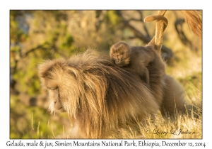 Gelada