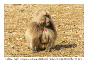 Gelada